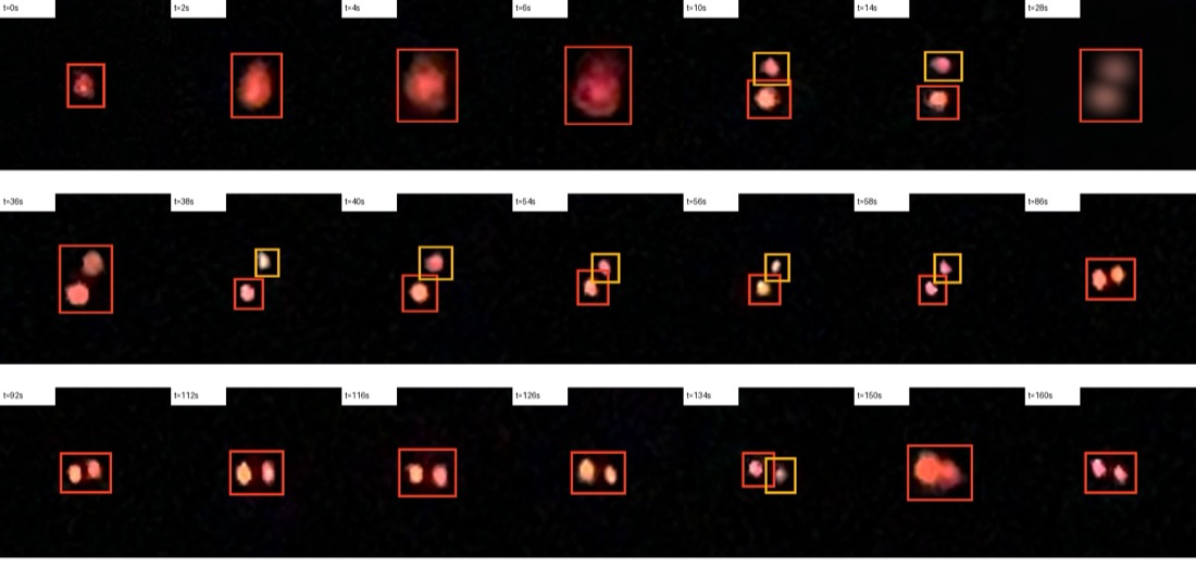 PR002 red source analysis crops